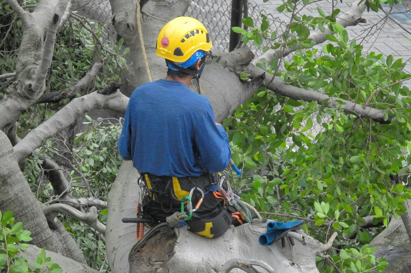 Arborist in a helmet and harness pruning inside a large tree