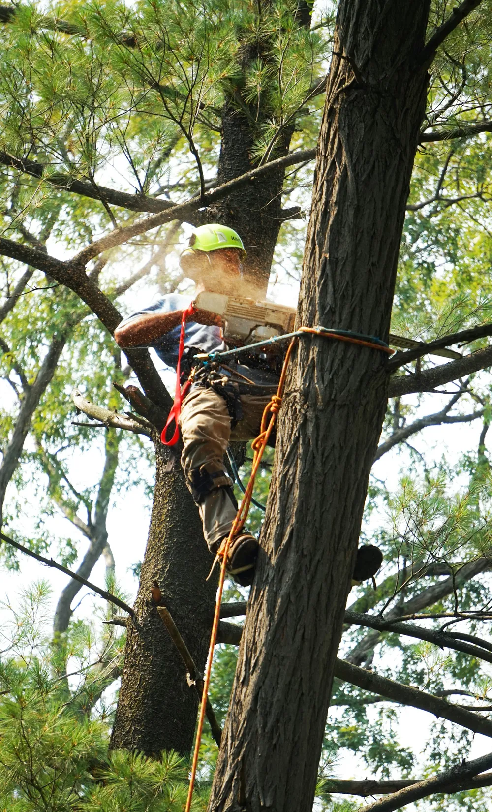 Arborist climbing a tall tree trunk with ropes