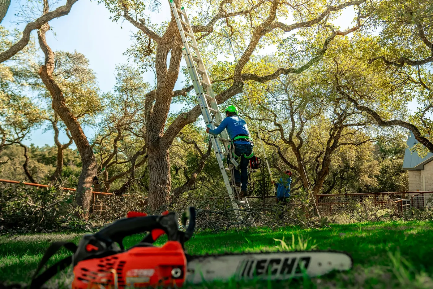Arborist on a ladder pruning oaks with a chainsaw in the foreground