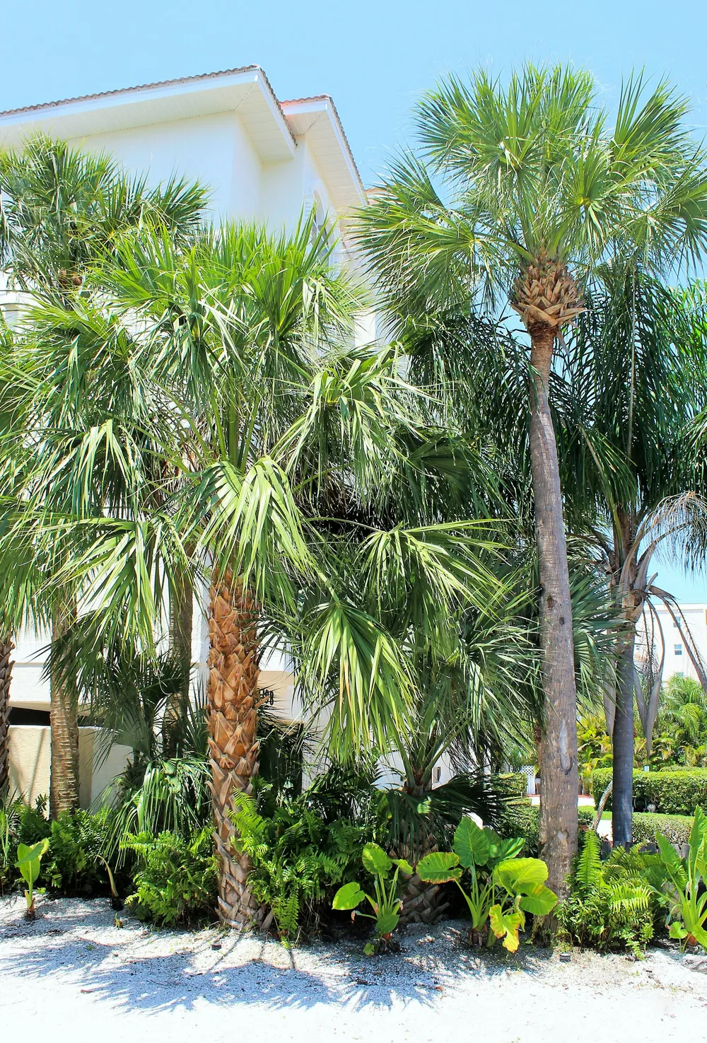 Trimmed palms and tropical planting beside a white home