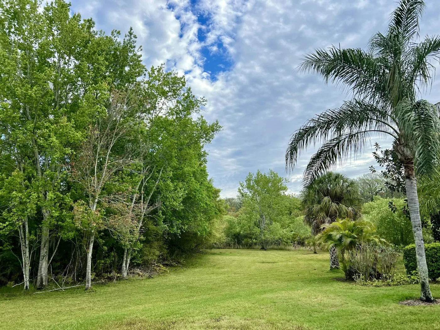 Open backyard lawn with palms and trees